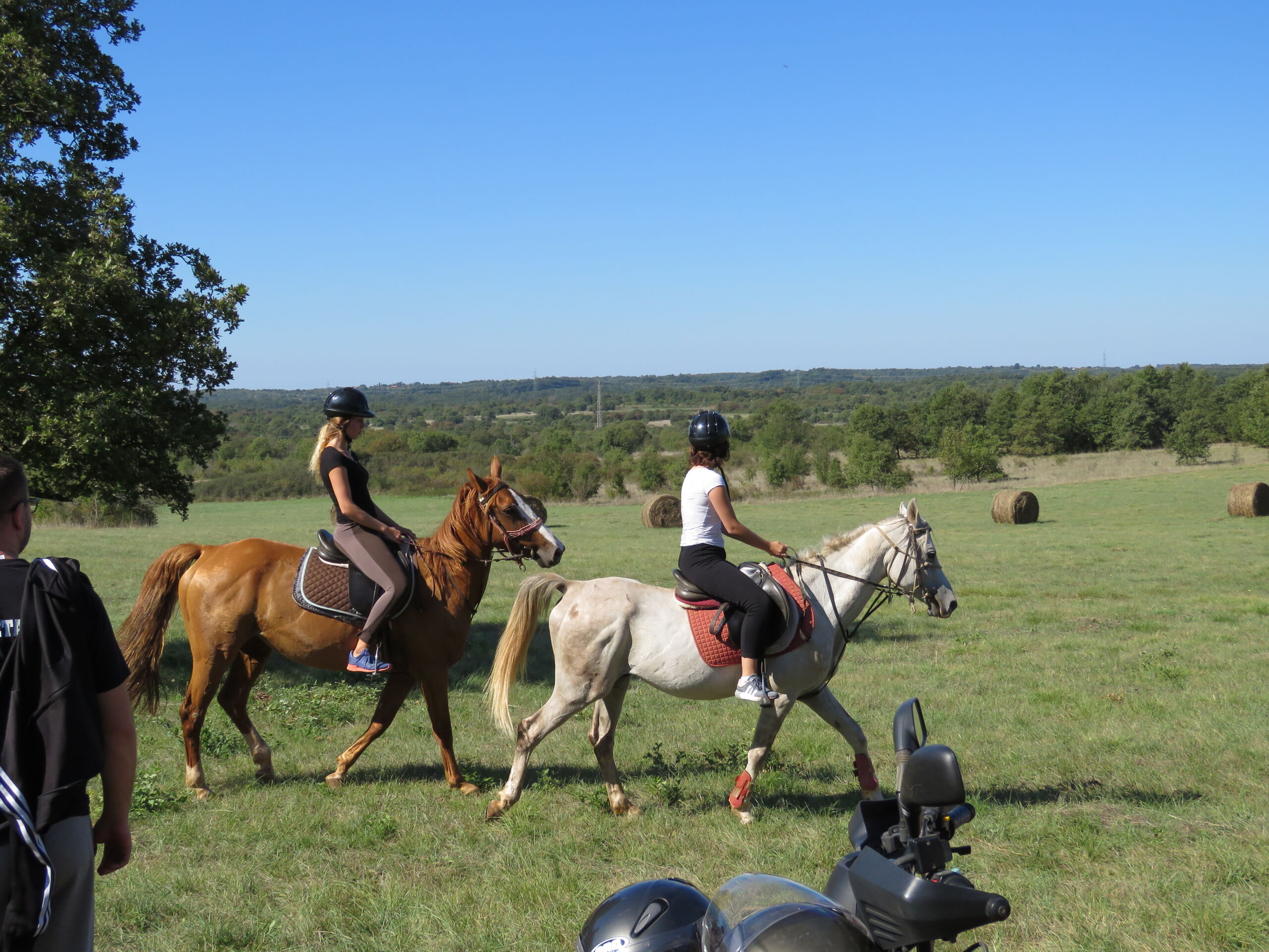QUAD & HORSE